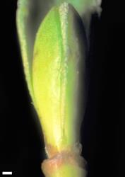 Veronica benthamii. Leaf bud. Scale = 1 mm.
 Image: W.M. Malcolm © Te Papa CC-BY-NC 3.0 NZ